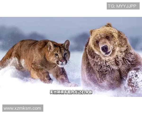 棕熊与二十只狼的生死对决谁能在森林中称王称霸